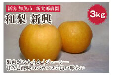 【2025年先行予約】和梨 新興 3kg（4～7玉） 《10月下旬から順次発送》 果物 フルーツ 梨 和梨 デザート 加茂市  新太郎農園