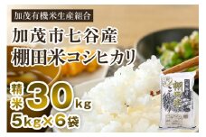 【令和7年産新米先行予約】新潟県加茂市 七谷産 棚田米コシヒカリ 精米30kg（5kg×6） 《10月中旬から順次出荷》 白米 加茂有機米生産組合