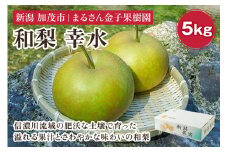 【2024年】【贈答用】和梨 幸水 5kg（12〜16玉）《8月中旬から順次発送》 果物 なし 梨 フルーツ 新鮮 産地 加茂市 まるさん金子果樹園
