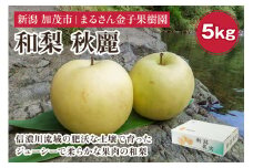 【2025年先行予約】【贈答用】和梨 秋麗 5kg（9〜14玉）《8月中旬から順次発送》 果物 なし 梨 フルーツ 新鮮 産地 加茂市 まるさん金子果樹園