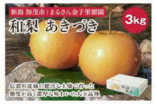 【2025年先行予約】【贈答用】和梨 あきづき 3kg（5〜8玉）《9月中旬から順次発送》 果物 なし 梨 フルーツ 新鮮 産地 加茂市 まるさん金子果樹園
