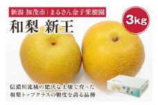 【2024年】【贈答用】和梨 新王 3kg（6〜10玉）《9月中旬から順次発送》 果物 なし 梨 フルーツ 新鮮 産地 加茂市 まるさん金子果樹園