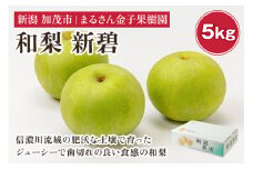 【2024年】【贈答用】和梨 新碧 5kg（8〜14玉）《9月中旬から順次発送》 果物 なし 梨 フルーツ 新鮮 産地 加茂市 まるさん金子果樹園