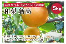 【2024年】【贈答用】和梨 新高 5kg（6〜10玉）《9月下旬から順次発送》 果物 なし 梨 フルーツ 新鮮 産地 加茂市 まるさん金子果樹園