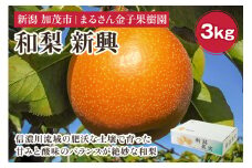【2025年先行予約】【贈答用】和梨 新興 3kg（6〜8玉）《10月下旬から順次発送》 果物 なし 梨 フルーツ 新鮮 産地 加茂市 まるさん金子果樹園