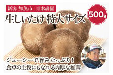 【2025年先行予約】生しいたけ 特大サイズ 約500g（5〜7個）《11月上旬から順次出荷》 品評会で金賞受賞！ きのこ しいたけ 椎茸 特大 食べ応えあるビッグサイズ 肉厚で旨味たっぷり！ 加茂市 青木農園