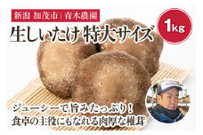 【2025年先行予約】生しいたけ 特大サイズ 約1kg（11～15個）《11月上旬から順次出荷》 品評会で金賞受賞！ きのこ しいたけ 椎茸 特大 食べ応えあるビッグサイズ 肉厚で旨味たっぷり！ 加茂市 青木農園