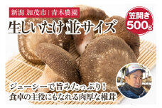 【2025年先行予約】生しいたけ 並サイズ（笠開き） 約500g（11～17個）《10月中旬から順次出荷》 品評会で金賞受賞！ きのこ しいたけ 椎茸 特大 食べ応えある大きさ 肉厚で旨味たっぷり！ 加茂市 青木農園