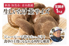 【2025年先行予約】生しいたけ 並サイズ（笠開き） 約1kg（23～35個）《10月中旬から順次出荷》 品評会で金賞受賞！ きのこ しいたけ 椎茸 特大 食べ応えある大きさ 肉厚で旨味たっぷり！ 加茂市 青木農園
