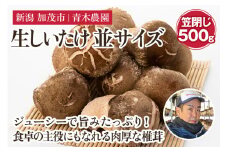 【2025年先行予約】生しいたけ 並サイズ（笠閉じ） 約500g（11～17個）《11月上旬から順次出荷》 品評会で金賞受賞！ きのこ しいたけ 椎茸 特大 食べ応えある大きさ 肉厚で旨味たっぷり！ 加茂市 青木農園
