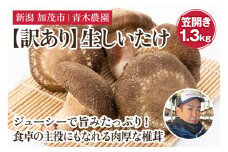【2025年先行予約】【訳あり】生しいたけ 笠開き 約1.3kg（23～39個）《10月中旬から順次発送》 品評会で金賞受賞！ きのこ 訳あり しいたけ 椎茸 特大 食べ応えある大きさ 肉厚で旨味たっぷり！ 加茂市 青木農園