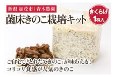 菌床きのこ栽培キット きくらげ 1株入り 《6月上旬から順次発送》 栽培キット 自家栽培 きのこ きくらげ 木耳 栽培 初心者でも簡単 自宅 菌床 加茂市 青木農園