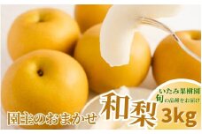 新潟県産 和梨 おまかせ3kg 【7品種から旬の和梨3kgをお届け！】 園主おすすめ厳選和梨 （ 幸水・秋麗・豊水・あきづき・新美月・新王・新興） 《8月下旬から順次発送》 旬の和梨をお届け おまかせ フルーツ 果物 加茂市  いたみ果樹園