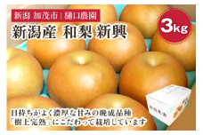  和梨 新興 3kg（5～8玉）《11月中旬から順次発送》 果物 なし しんこう 梨 フルーツ 新鮮 ジューシー 産地 加茂市 樋口農園