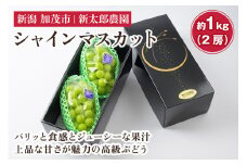 【2025年先行予約】シャインマスカット 約1kg（2房）《9月中旬から順次発送》果物 フルーツ ギフト  新潟産 ぶどう 種無し 糖度 甘い高級ぶどう 加茂市 新太郎農園