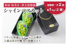 【2025年先行予約】【定期便2回お届け】シャインマスカット 約1kg（2房）《9月中旬から順次発送》果物 フルーツ ギフト  新潟産 ぶどう 種無し 糖度 甘い高級ぶどう 加茂市 新太郎農園