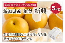 【2024年】新潟県産 厳選 和梨  新興 5kg（7～12玉））《10月下旬以降発送》果物 フルーツ しんこう 加茂市 いたみ果樹園       