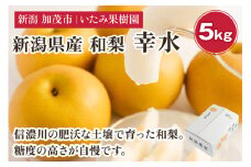 【2025年先行予約】新潟県産 厳選 和梨  幸水 5kg（10～16玉）《8月上旬以降発送》果物 フルーツ こうすい 加茂市 いたみ果樹園
