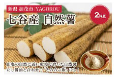 【新潟県加茂市七谷産】自然薯 2kg 《12月中旬〜順次発送》じねんじょ 山芋 とろろかけご飯 豊かな山水で育った自然薯 加茂市 YAGOROU ヤゴロウ