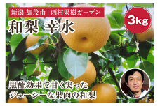 【2025年先行予約】新潟産 西村の黒酢ミネラル栽培 梨 幸水3kg（5～12玉）《8月中旬以降発送》こうすい 玄米黒酢やヨーグルトを散布して育てた梨 果物 フルーツ ギフト 加茂市 西村果樹ガーデン