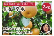 【2025年先行予約】新潟産 西村の黒酢ミネラル栽培 梨 幸水3kg（5～12玉）《8月中旬以降発送》こうすい 玄米黒酢やヨーグルトを散布して育てた梨 果物 フルーツ ギフト 加茂市 西村果樹ガーデン