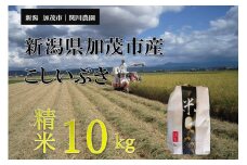 【令和7年産新米先行予約】加茂市産こしいぶき 精米10kg（10kg×1袋） 《9月下旬から順次出荷》 コシイブキ 新潟産 米 お米 白米 加茂市 関川農園