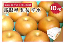 和梨 幸水 10kg（20～32玉）《8月中旬から順次発送》果物 なし こうすい 梨 フルーツ 新鮮 ジューシー 産地 加茂市 樋口農園