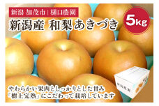 【2025年先行予約】和梨 あきづき 5kg（8～14玉）《9月中旬から順次発送》果物 なし 梨 フルーツ 新鮮 ジューシー 産地 加茂市 樋口農園