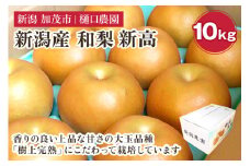 和梨 新高 10kg（12～18玉）《10月上旬から順次発送》果物 なし にいたか 梨 フルーツ 新鮮 ジューシー 産地 加茂市 樋口農園
