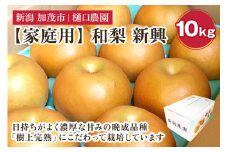 【家庭用】和梨 新興 10kg（16～24玉）《11月中旬から順次発送》果物 なし しんこう 梨 フルーツ 新鮮 ジューシー 産地 加茂市 樋口農園