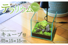 テラリウム 15cm キューブ 苔リウム 苔テラリウム インテリアグリーン 観葉植物 雑貨 新潟県加茂市 テラリウム専門ショップ -Terraria-