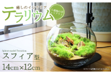 テラリウム 14cm スフィア 苔リウム 苔テラリウム インテリアグリーン 観葉植物 雑貨 新潟県加茂市 テラリウム専門ショップ -Terraria-