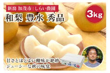 【2025年先行予約】しらい農園の和梨 豊水 秀品3kg（5～9玉） 《9月中旬から順次発送》 果実 フルーツ 贈答 ギフト 甘くてジューシーな梨 なし ほうすい 加茂市 しらい農園