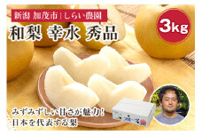 【2025年先行予約】しらい農園の和梨 幸水 秀品3kg（5～9玉） 《8月中旬から順次発送》 果実 フルーツ 贈答 ギフト 甘くてジューシーな梨 なし こうすい 加茂市 しらい農園