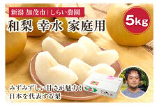 【2025年先行予約】しらい農園の和梨 幸水 家庭用5kg（8～18玉） 《8月中旬から順次発送》 果実 フルーツ  訳あり 甘くてジューシーな梨 なし こうすい 加茂市 しらい農園