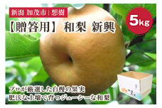 【2025年先行予約】【贈答用】新潟県産和梨 新興 約5㎏（6〜14玉） 《10月中旬から順次発送》梨 なし ナシ 新興 しんこう  果物 果樹 フルーツ 樹上完熟 加茂果樹専門家集団 加茂市 想樹