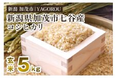 【令和7年産新米先行予約】新潟県加茂市 七谷産コシヒカリ 玄米5kg 《9月下旬～順次発送》 新潟産コシヒカリ 豊かな山水で育った天水米 加茂市 YAGOROU ヤゴロウ