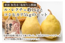 【2025年先行予約】新潟県加茂市産コシヒカリ5kgとル・レクチェ1kgセット 《11月下旬～順次出荷》 新潟産コシヒカリ 新潟米 白米 お米 ご飯 洋梨 フルーツ ルレクチェ ルレクチエ 加茂市 塩原久七農園