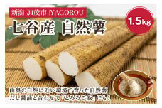 【新潟県加茂市七谷産】自然薯 1.5kg 《11月中旬〜順次発送》じねんじょ 山芋 とろろかけご飯 豊かな山水で育った自然薯 加茂市 YAGOROU ヤゴロウ