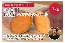 【2025年先行予約】【家庭用】ハロウィンスイート 1kg（A品・B品混在） 新潟県加茂市七谷産 さつまいも《10月下旬〜順次発送》 サツマイモ お芋 焼き芋 スイートポテト 野菜 根菜 低温熟成 加茂市 YAGOROU ヤゴロウ