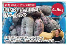 【2025年先行予約】【規格外】さつまいも詰め合わせ4.5kg 新潟県加茂市七谷産 《11月下旬〜順次発送》 サツマイモ フードロス SDGs 人気品種 食べ比べ  紅はるか 紅あずま 焼き芋 蒸し芋 スイートポテト スイーツにも 加茂市 YAGOROU ヤゴロウ