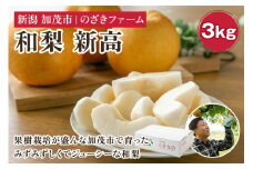 【2025年先行予約】新潟県加茂市産 和梨 新高3kg（4～8玉）〈10月上旬～順次出荷〉 なし ナシ にいたか 果物 フルーツ 秋の味覚 加茂市 のざきファーム
