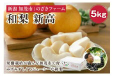 【2025年先行予約】新潟県加茂市産 和梨 新高5kg（6～12玉）〈10月上旬～順次出荷〉 なし ナシ にいたか 果物 フルーツ 秋の味覚 加茂市 のざきファーム