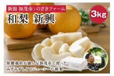 【2025年先行予約】新潟県加茂市産 和梨 新興3kg（4～7玉）〈10月下旬～順次出荷〉  なし ナシ しんこう 果物 フルーツ 秋の味覚 加茂市 のざきファーム