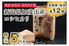 【定期便12ヶ月毎月お届け】新潟県加茂市産コシヒカリ 精米 5kg 新潟米 お米 白米 ご飯 ライス こしひかり 加茂市 長谷川正典