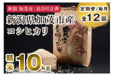 【定期便12ヶ月毎月お届け】新潟県加茂市産コシヒカリ 精米 10kg 新潟米 お米 白米 ご飯 ライス こしひかり 加茂市 長谷川正典
