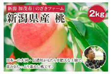 【2025年先行予約】新潟県産 桃 2kg（6～9玉）《7月中旬～順次出荷》 果物 くだもの フルーツ もも ピーチ 新潟県加茂市 のざきファーム