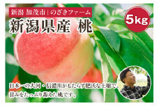 【2025年先行予約】新潟県産 桃 5kg（13～20玉）《7月中旬～順次出荷》 果物 くだもの フルーツ もも ピーチ 新潟県加茂市 のざきファーム
