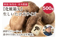 【2025年先行予約】【化粧箱入】生しいたけ 大サイズ 約500g（9～13個）《10月中旬から順次発送》 品評会で金賞受賞！  きのこ しいたけ 椎茸 特大 食べ応えある大きさ 肉厚で旨味たっぷり！ ギフト 加茂市 青木農園