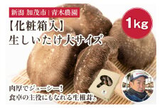 【2025年先行予約】【化粧箱入】生しいたけ 大サイズ 約1kg（19～27個）《10月中旬から順次発送》 品評会で金賞受賞！  きのこ しいたけ 椎茸 特大 食べ応えある大きさ 肉厚で旨味たっぷり！ ギフト 加茂市 青木農園